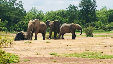 Einmal im Leben Elefanten sehen